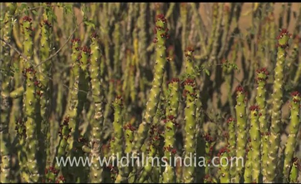 1887.Rajasthan cactii.mov