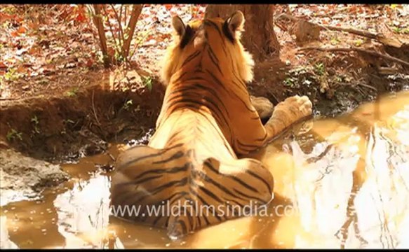 1891.Tiger in Ranthambhore.mov