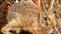 1904.Black-naped Hare in Ranthambhore.mov