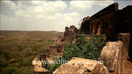 1904.Ranthambhore Fort looking to Jogi Mahal.mov