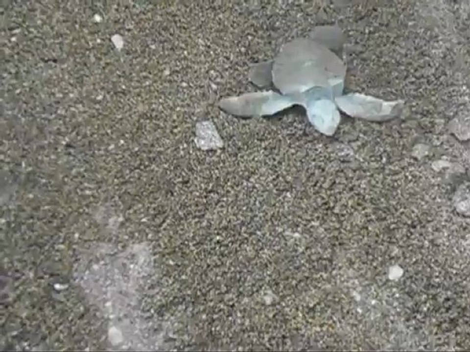 Emergeance de tortue