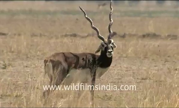 1909.Blackbuck in Tal Chappar Sanctuary.mov
