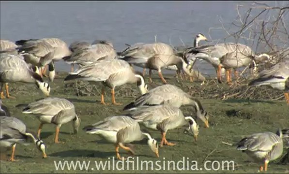 1916.Bar heads, Rajasthan.mov