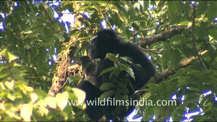 1932.Male Hoolock Gibbon in Arunachal Pradesh.mov