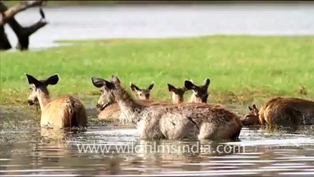 1936.Sambhar deer in Ranthambore.mov
