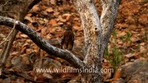 1938.Great Horned Owl attacked by Drongo!.mov