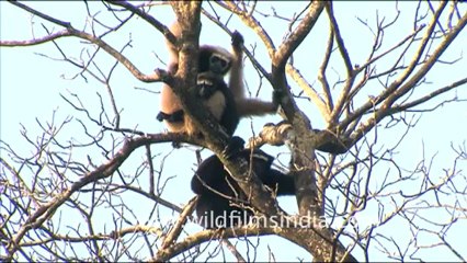 1939.Hoolock Gibbon in Lower dibang valley.mov