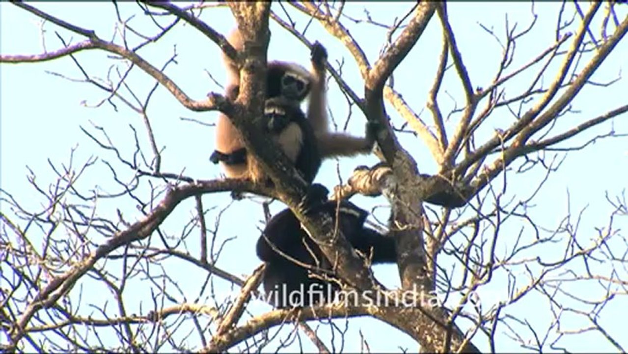 1939.Hoolock Gibbon in Lower dibang valley.mov