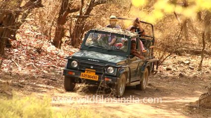 1941.Paradise Flycatcher at Ranthambore.mov