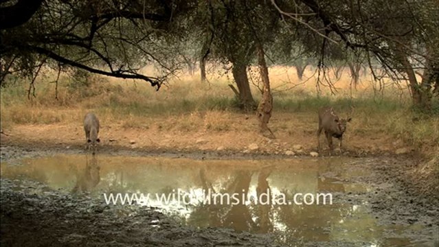 1949.Sambhar at Slopka water hole, Sariska national park.mov