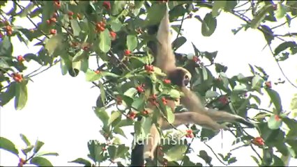 1951.Hoolock gibbon swinging from branch to branch.mov