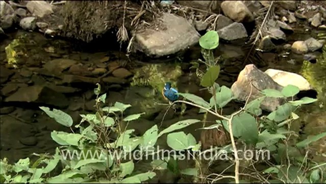 1958.Common Kingfisher and other birds of Sariska national park.mov