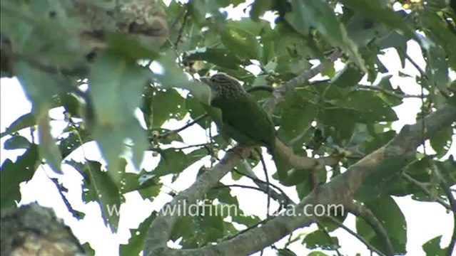 1959.Pied Wagtail, Corbett National Park.mov