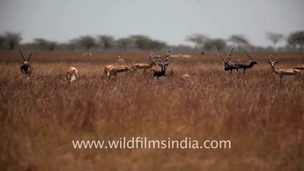 1963.Black Buck at Velavadar in Gujarat!.mov