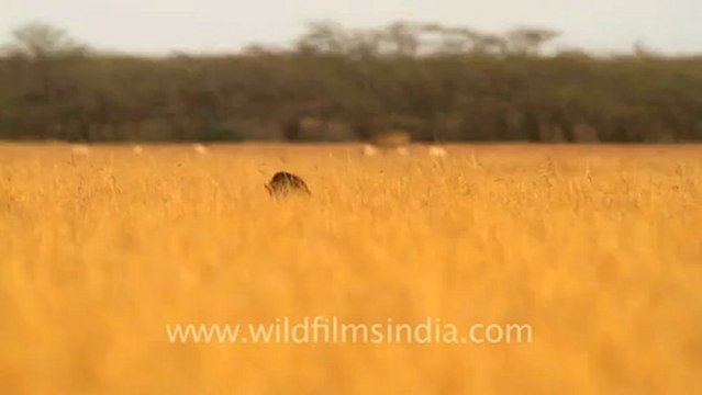 1967.Hyaena in Velavadar Blackbuck National Park.mov