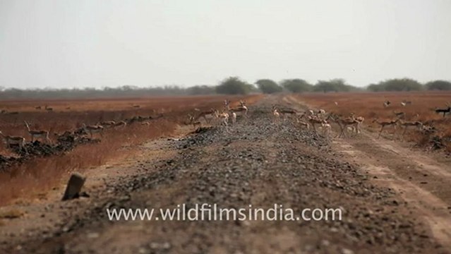 1968.Herd of Black Buck in Velavadar Black Buck National Park.mov
