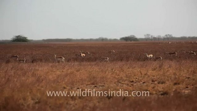 1975.Blackbuck as far as the eye can see in Velavadar National Park in Gujrat.mov