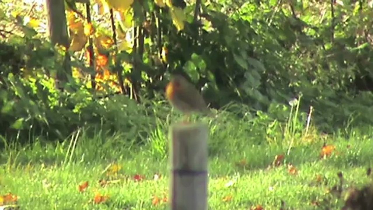 Züge bei Unkel am Rhein, Alpha Trains BR145, BR151, 2x DBAG BR185, Railion BR185, 4x BR425