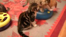 Котята питомника Валеджио