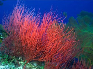 מדיטציית כדור הזהב