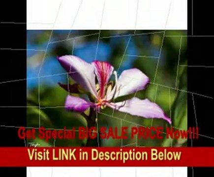 Canon EF 24-105mm f/4 L IS USM Zoom Lens + UV Filter + Accessory Kit for Rebel T2i, T3, T3i EOS 60D, 7D & 5D, 1D, 1Ds, 1Dx Mark II, II, IV Digital SLR Cameras