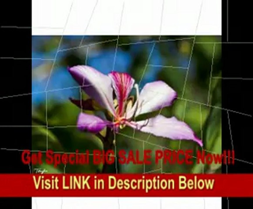 Canon EF 24-105mm f/4 L IS USM Zoom Lens + UV Filter + Accessory Kit for Rebel T2i, T3, T3i EOS 60D, 7D & 5D, 1D, 1Ds, 1Dx Mark II, II, IV Digital SLR Cameras