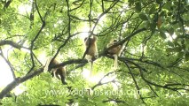 2280.Group of golden langurs sitting on a tree.mov