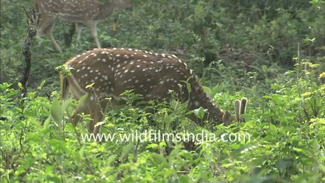 1978.Spotted Deer & jackal in Corbett National Park.mov