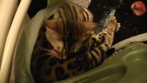 Bengal Cat Rocket Sleeping in the Baby's Seat Linus Cat Tips