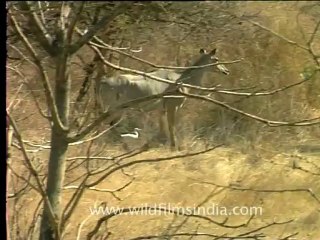 1985.Bluebull in Gir National Park.mov