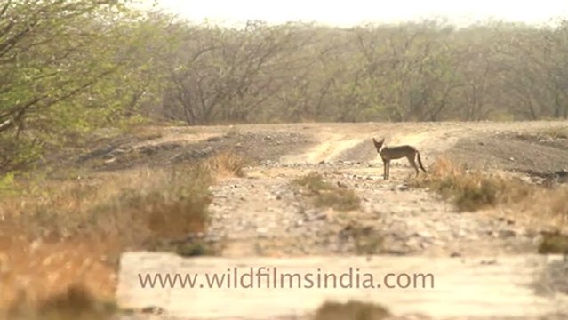 1990.Wolf (Canis lupus) in India.mov