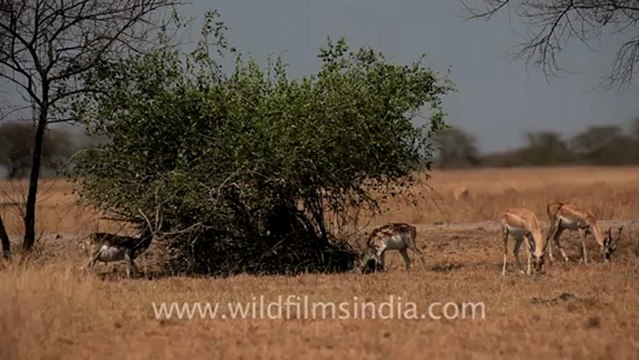 1992.Blackbuck grazing on grass in Velavadar National Park.mov