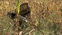 1994.Man harvesting crops from field in Dello village.mov