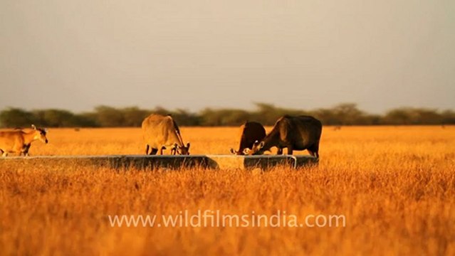 1996.Bluebull antelope in Velavadar National Park.mov