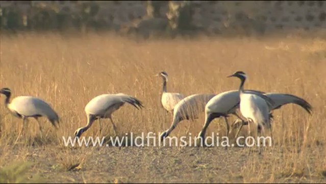2010.Group of flamingos in Sambhar Lake, Rajasthan.mov