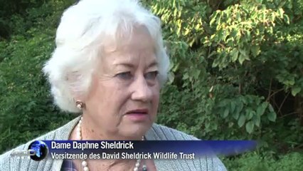 Elefanten-Babys suchen zu Weihnachten Pflegeeltern