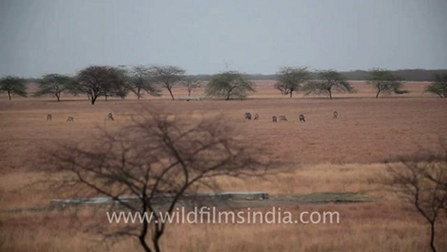 2013.Nilgai in Velavadar Black Buck National Park, Gujarat.mov