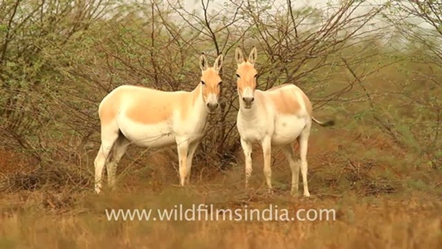 2019.wild Ass in Runn of Kutch in Gujarat.mov