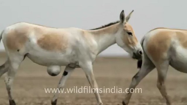 2020.Wild Ass in Little Runn of Kutch.mov
