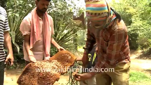 2051.Beehive being prepared for honey extraction.mov