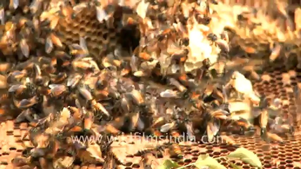 2054.Man Extracting Honey From Honeycomb.mov