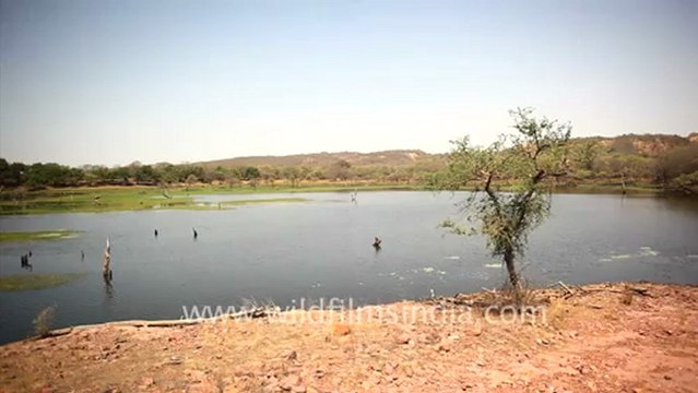 2099.Ranthambore Fort Rajasthan.mov