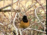 2112.White-capped Redstart in Ladakh.mov