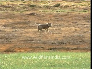 2122.Wolf eating dead marmot in Spiti....mov