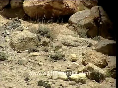 2130.Chukor (Alectoris chukar).mov