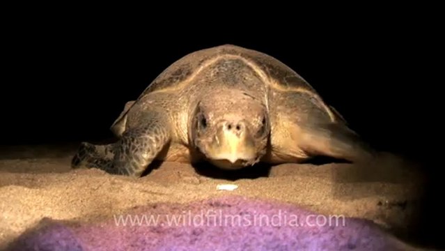 2150.Olive Ridley Turtle in Rushikulya river.mov