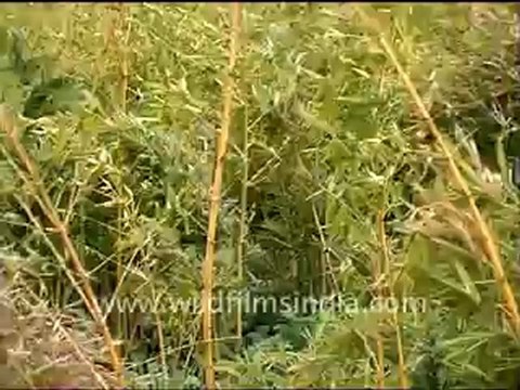 2191.Storm in sal trees seen from Ananda, Uttarakhand.mp4