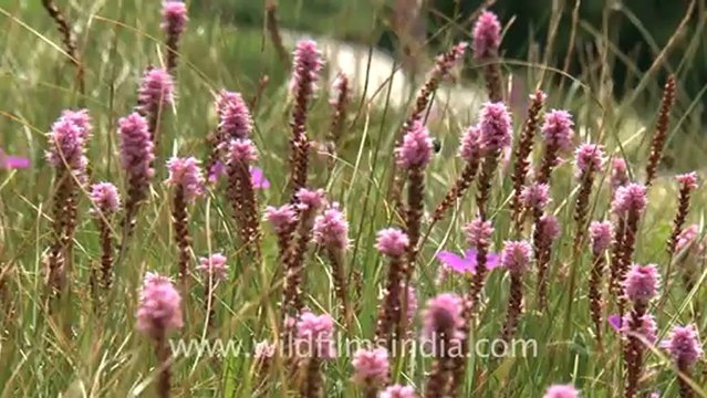 2217.Bistorta, Valley of Flowers National Park.mov