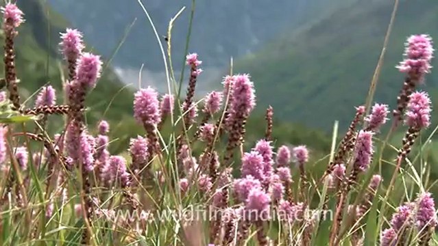 2228.Valley of Bistorta flowers.mov