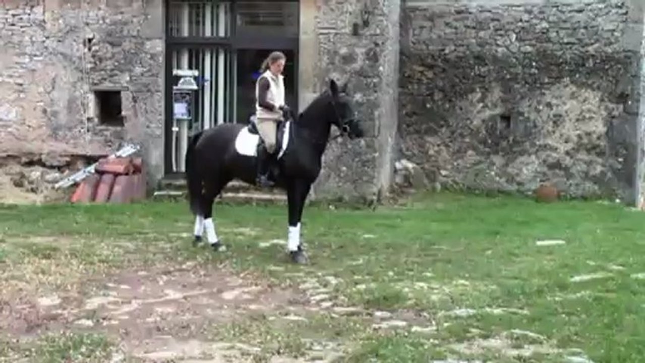 JUMENT P.R.E pp en manège et en extèrieur